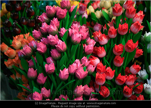 Dutch souvenir wooden tulips photo