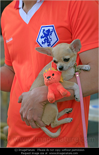 Holland football team supporter with dog and orange lion