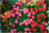Dutch souvenir tulips photo