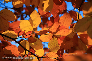 Autumn mosaic