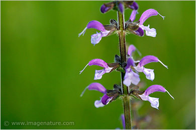 Purple Meadow Clary (Salvia pratensis) 
