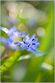 Spring blue flower close-up photo