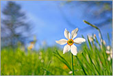 Wild narcissus flowers photo