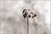 A couple - conceptual abstract image