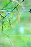 Green grass after rain natural background