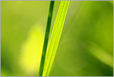 Blade of green grass abstract photo