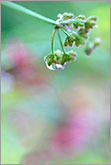 Rain drops on green grass with simple natural background