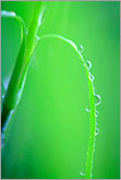 Green grass with rain drops dreamy macro image