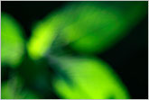 Green plant nature abstract image