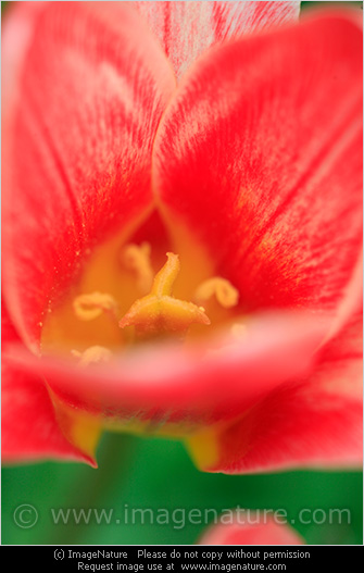 Secret nature: close-up photo of red tulip flower