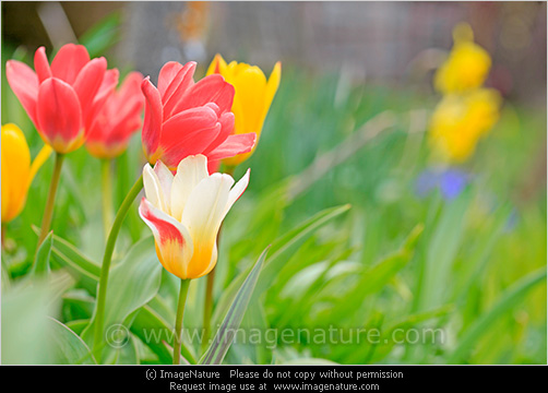 Beautiful colorful tulips in spring garden photo