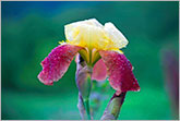 Beautiful iris flower under rain in natural garden photo